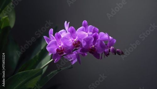 Group of Violet Orchid Flowers