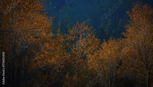 Sunlit golden leaves adorni...
