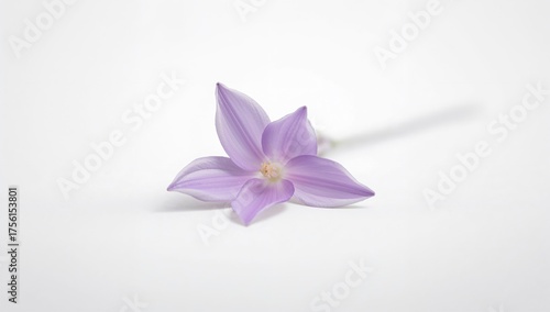A lone lavender flower disp...