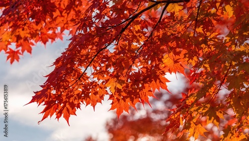 Red and yellow maple leaves...