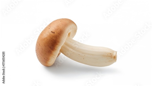 Isolated Fresh Shiitake Fungi on a White Surface
