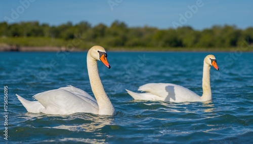 Elegant white swans peacefu...