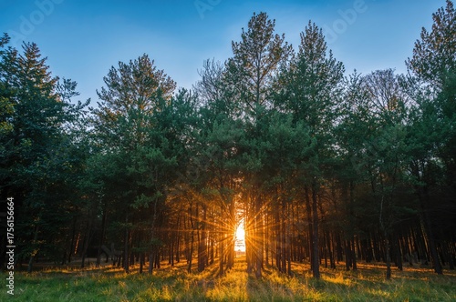 Sunset Glow Through Woodland