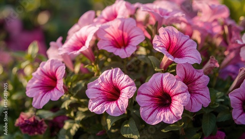 Lovely Pink Petunia Blooms (Petunia Hybrida) in a Garden with Gentle Blur