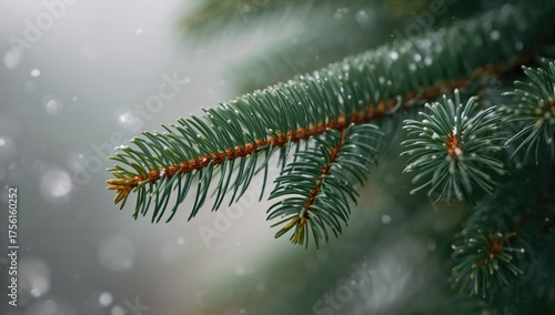 Close-up of a soft pine bra...