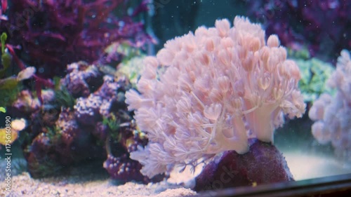 Pumping Xenia, also known as Pulsating Xenia Swinging in the Deep Water. Colorful Fish in the Aquarium. Slow Motion 4K Close Up Shot. Water Reflections are Visible.