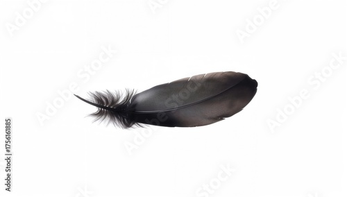 Graceful black crow feather...