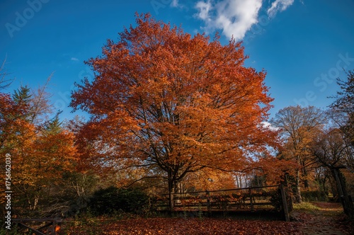 Vivid Fall Foliage Against ...