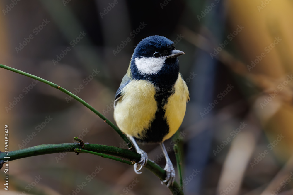 Obraz premium great tit parus major