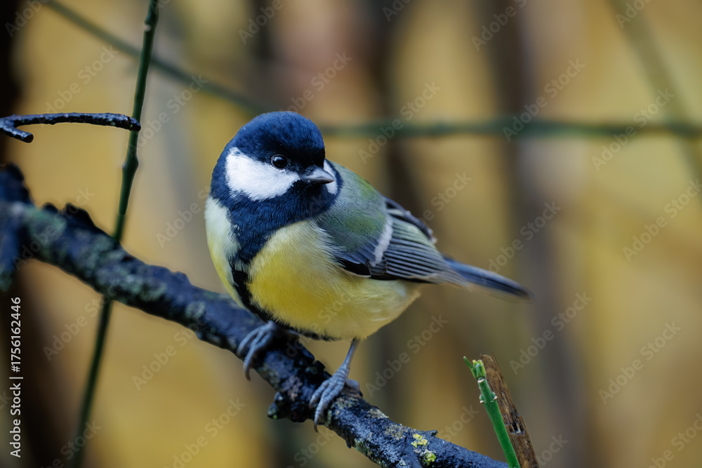 Fototapeta premium blue tit on a branch