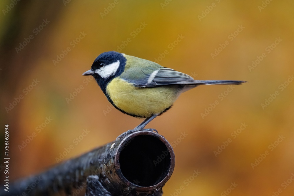 Fototapeta premium great tit parus major