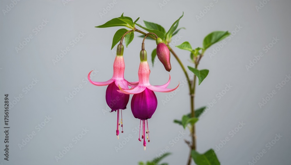 Fototapeta premium Gorgeous Fuchsia in Full Blossom