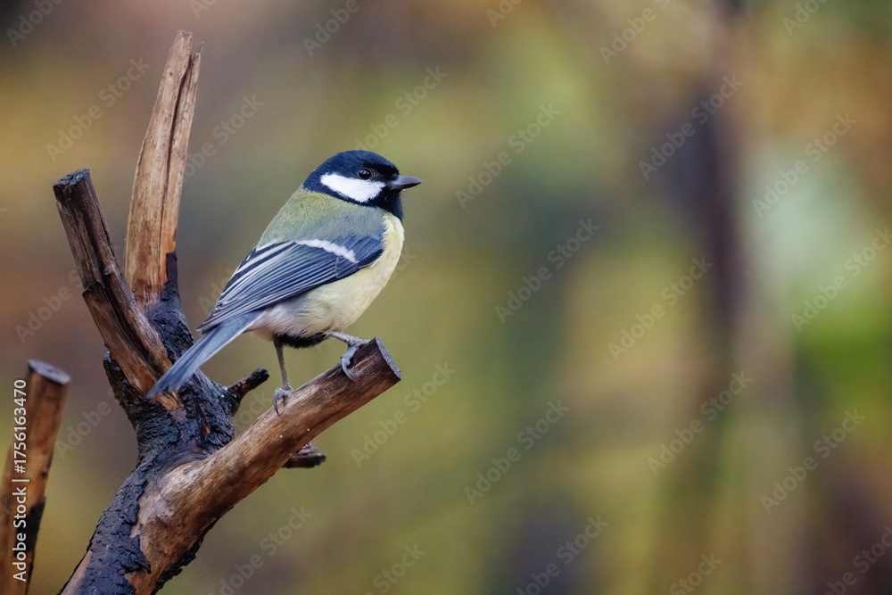Obraz premium great tit parus major