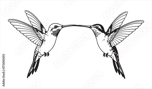 Two Hummingbirds in Symmetrical Flight Minimalist Line Art Illustration