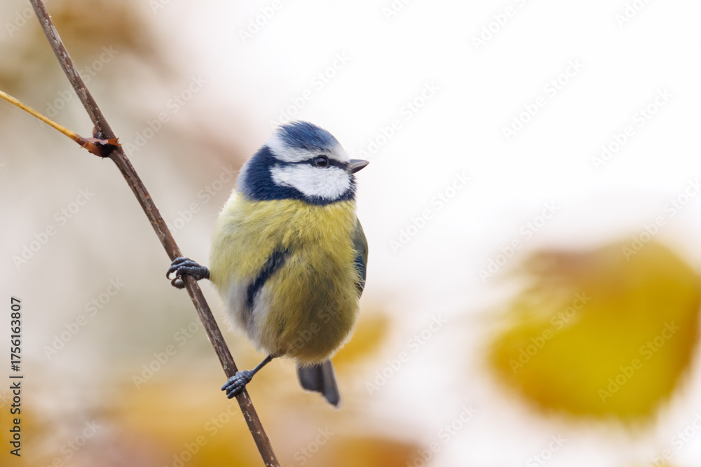 Obraz premium blue tit on branch