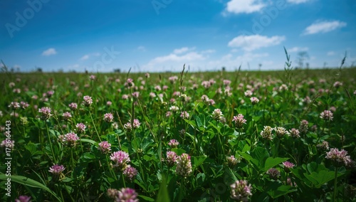 Field Filled With Clover Bl...