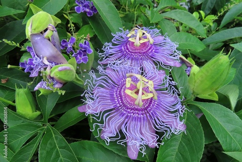Purple passiflora flowers in Florida zoologilcal garden, closeup 