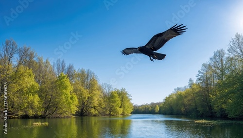 A dark bird gliding above t...