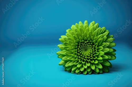 Lovely Green Chrysanthemum ...