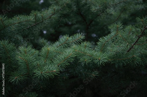 Branch silhouettes on a pla...