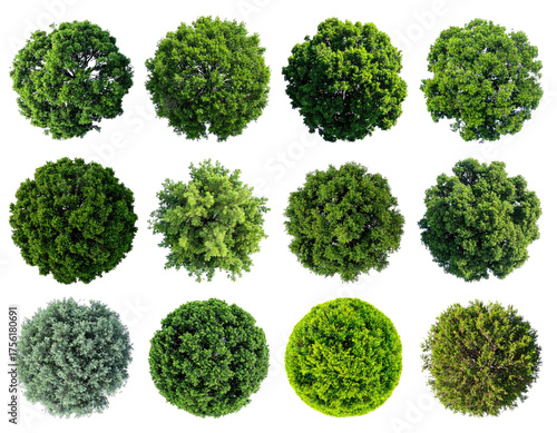 Overhead view of twelve circular isolated green tree crowns against black background