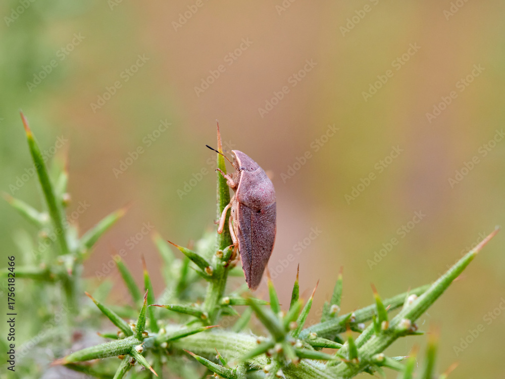 Obraz premium southern broad-bellied bug (Eurygaster austriaca) 
