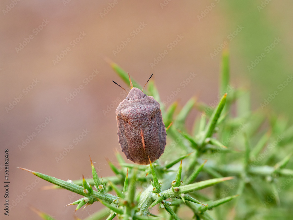 Obraz premium southern broad-bellied bug (Eurygaster austriaca) 