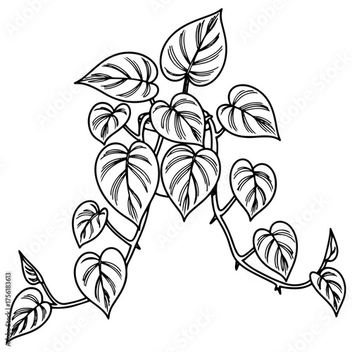 Vining Philodendron houseplant with heart-shaped leaves. Simple black and white vector botanical illustration for home decor, logos, prints, and patterns.

