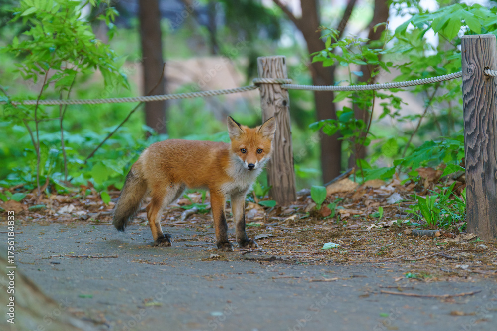 Fototapeta premium Ezo Red Fox Cub in the Wild, Hokkaido, Japan