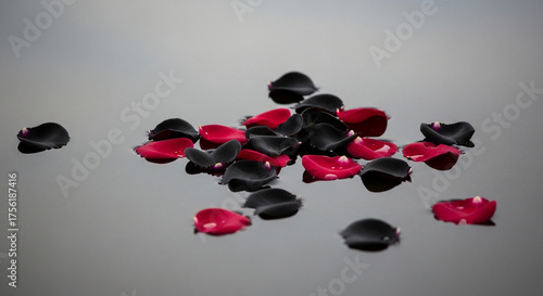 Rose Petals A Captivating Display of Red and Black Petals Floating on a Reflective Surface