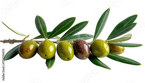 Wallpaper Mural Olive Branch's Natural Essence: A close-up shot of a fresh olive branch, showcasing a collection of green and purple olives, still attached to the stem and leaves. Torontodigital.ca