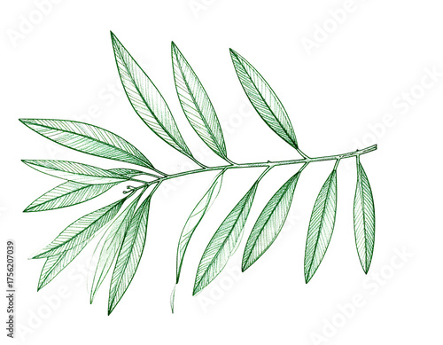 Delicate illustration of a green leafed branch against a black background