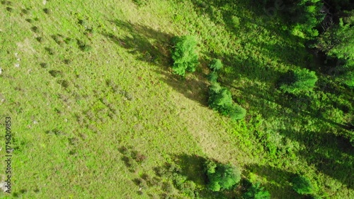 Fototapeta Naklejka Na Ścianę i Meble -  Green meadow and forest meeting in summer light. Media