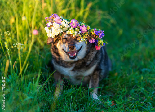 A cute dog with a wreath of wildflowers sitting on green grass