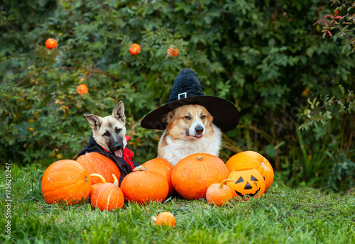 Two cute funny dogs in a carnival cape and party hats sit among orange pumpki...