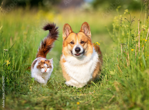 friends cute kitten and corgi dog running through sunny meadow on green grass
