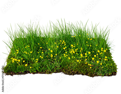 Lush patch of grass and vegetation with small yellow flowers against a black background