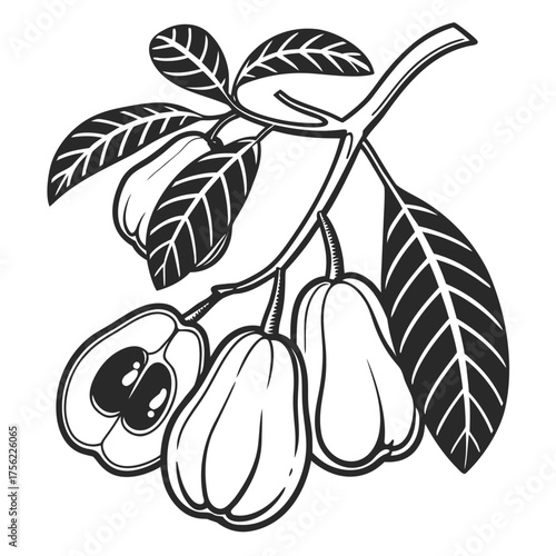 Ackee Fruit Vector On White Background
