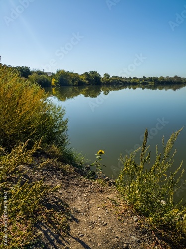 Принти на полотні A small sunflower with yellow petals on the bank of a flat river with mirror-lik