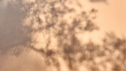 Fototapete Sonnenuntergang Warm Sunset Tree Silhouettes Cast on Wall  © Karen Images