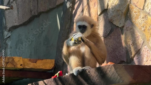 Gibbon eating yellow corn on cob while sitting on wooden beam in wildlife habitat. Animal feeding behavior. Cute redhead monkey eating vegetables. Funny nice red head orange lesser ape.