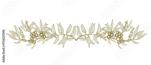 Vector hand drawn green olives border in sketch style, botanical illustration olive branch isolated on white, perfect for packaging, invitations and Mediterranean design.