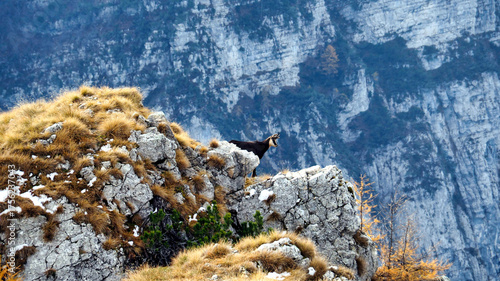 Lonely Chamois on a Rocky Peak in the Alps

