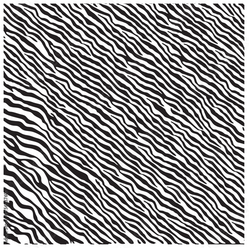 Striking black and white zebra stripes create a seamless, abstract wild animal fur texture pattern for a striking backdrop design