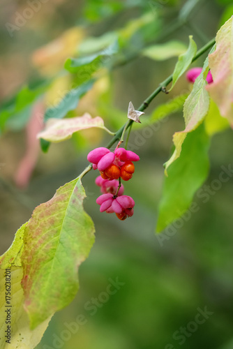 Fototapeta Spindle Tree, Euonymus