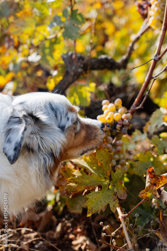 Vertical outdoor shot of a beautiful blue-merle Australian Shepherd dog standing amongst autumn grapevines, curiously sniffing or attempting to eat ripe grapes during the grape harvest in Cyprus. 