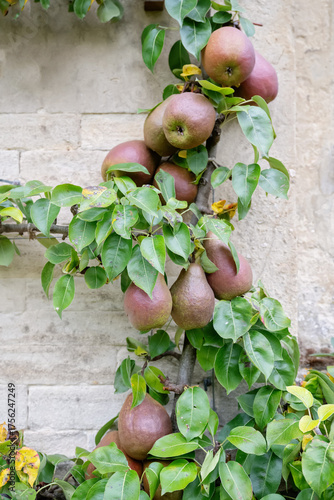 Fotografie Black Worcester pear espalier on stone wall