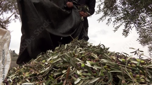 Olive farms in Ramallah