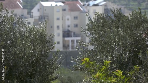 Olive farms in Ramallah