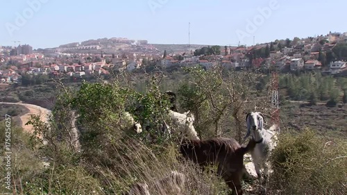 Olive farms in Ramallah